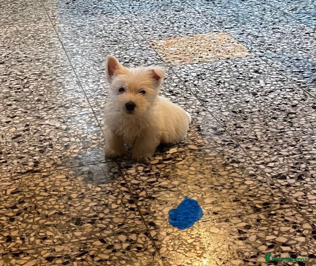 West Highland Terrier dogs for sale: Westie puppies for sale - Image 9