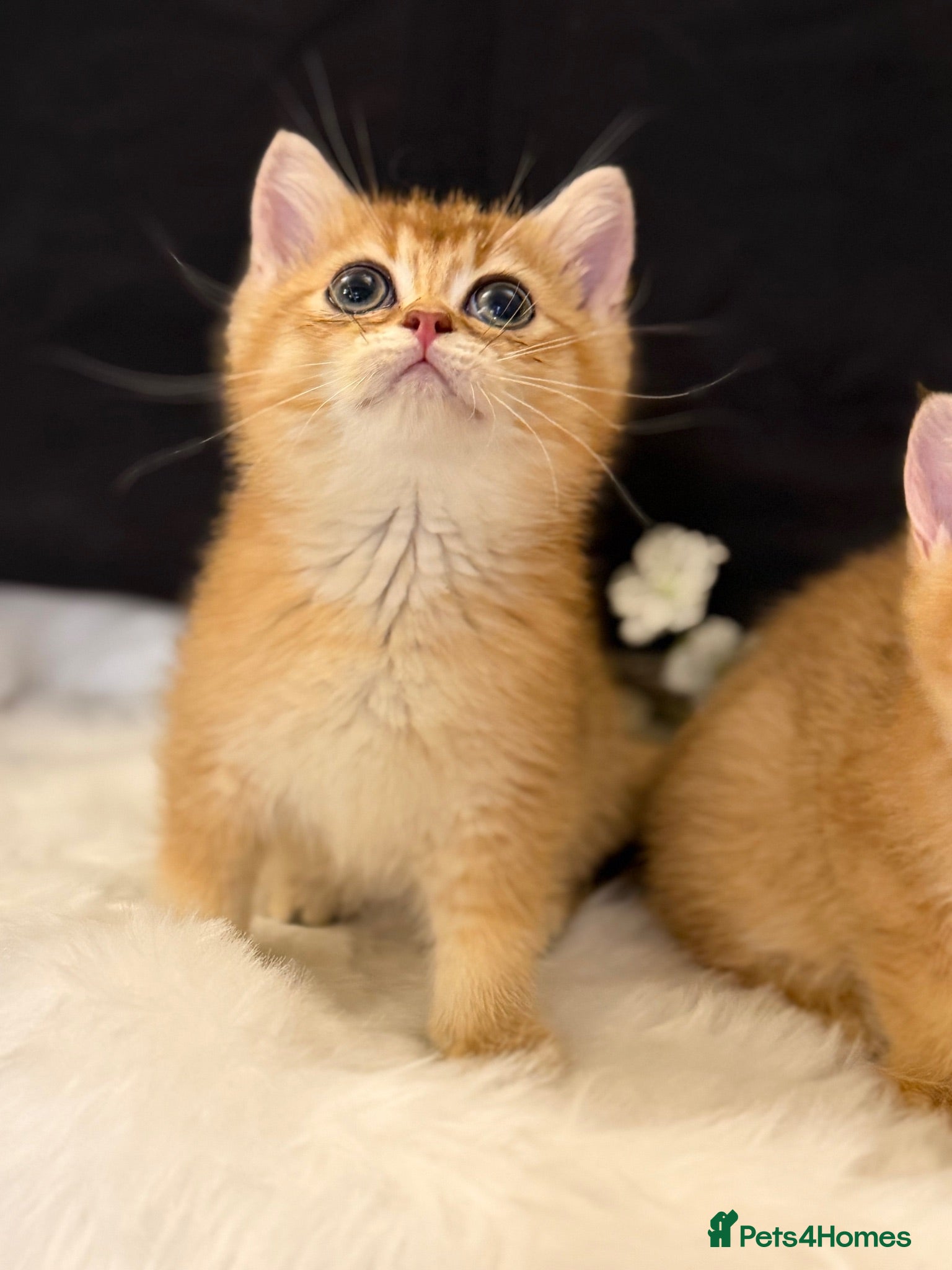 British Shorthair cats Golden & Silver BSH. 100% Pure pedigree Registered - Advert 2