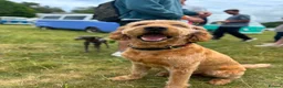 Labradoodle dogs for stud: F1 Labradoodle For Stud. - Advert 1