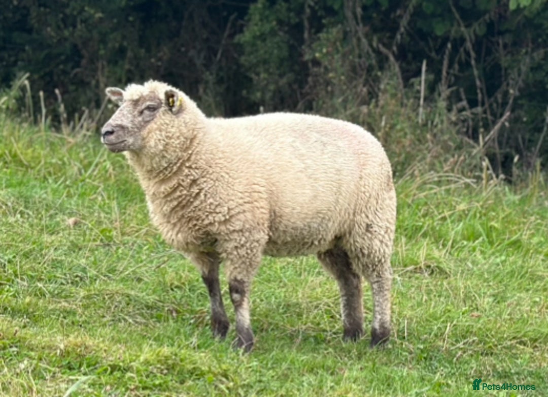 Sheep livestock for sale: Selection of ewe and ram lambs  - Image 3