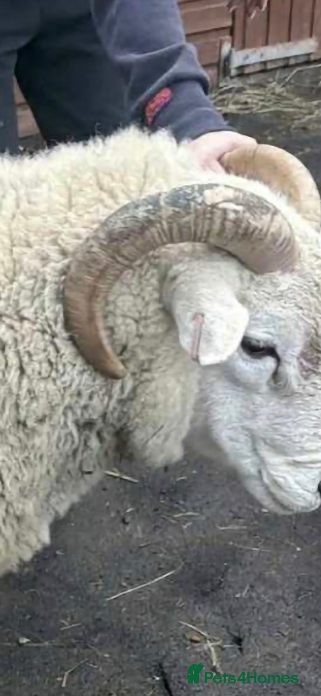 Sheep livestock for sale: Texel × Welsh Ram - Advert 2