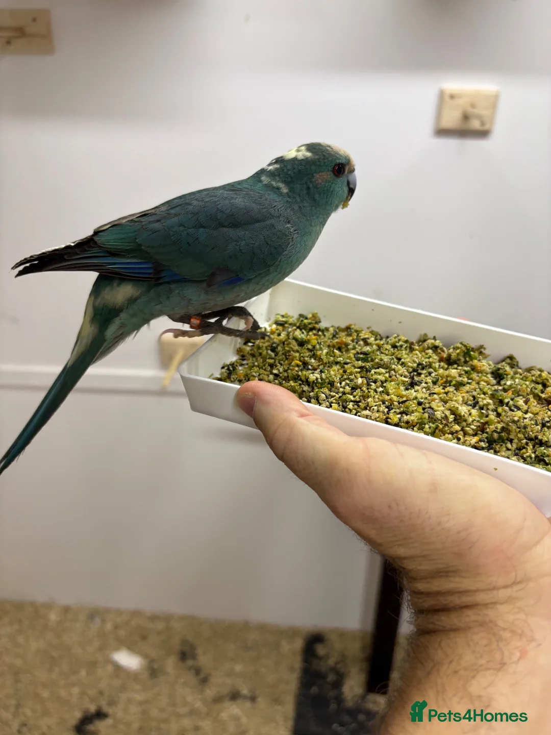 Parakeets birds for sale: Kakarikis in Spalding - Advert 2