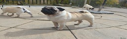 Pug dogs for stud: For Stud BOAS tested Marbelton bloodlines in Llanelli - Advert 2