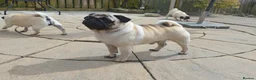 Pug dogs for stud: For Stud BOAS tested Marbelton bloodlines in Llanelli - Advert 2