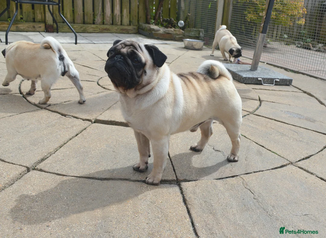 Pug dogs for stud: For Stud BOAS tested Marbelton bloodlines in Llanelli - Advert 2