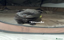 Pomeranian dogs for sale: 😍😍😍 beautiful pom pups 😍😍😍 - Image 1