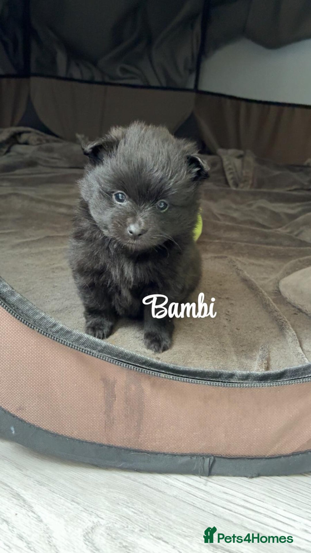 Pomeranian dogs for sale: 😍😍😍 beautiful pom pups 😍😍😍 - Image 1