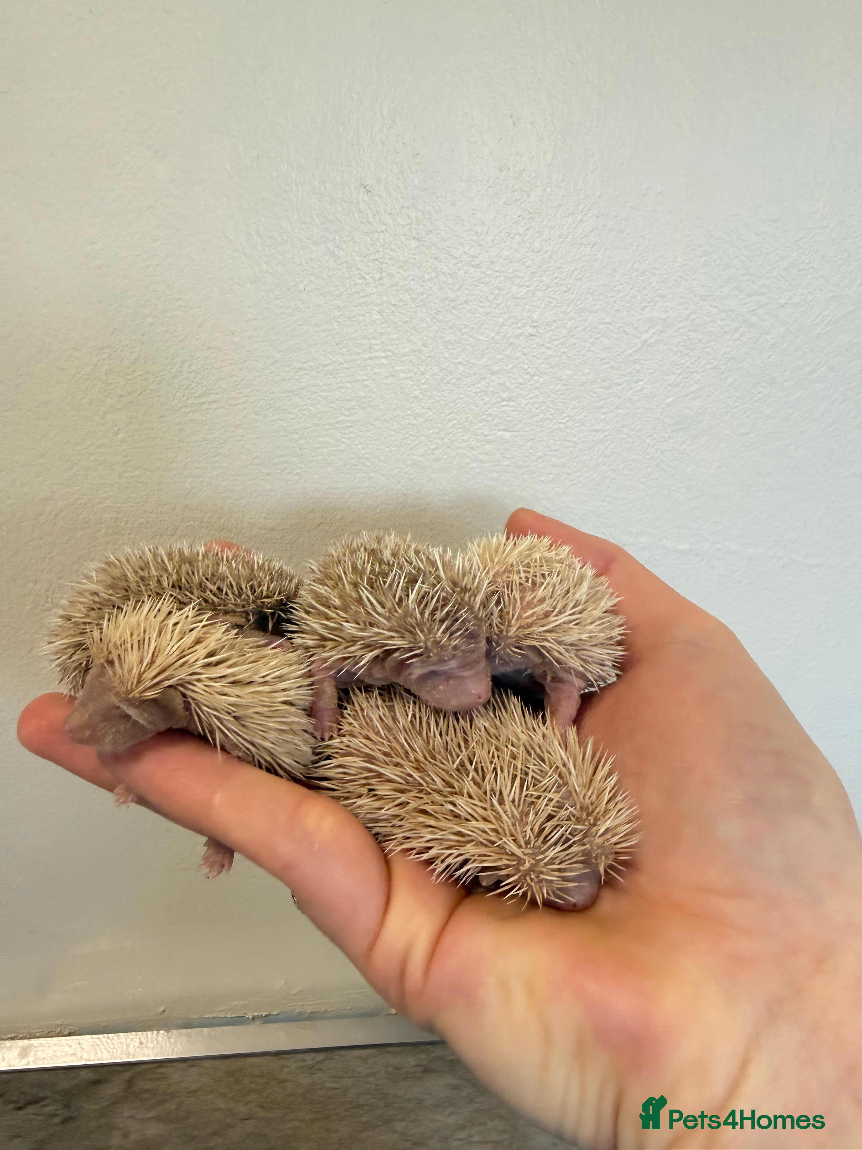Pygmy Hedgehog rodents African Pygmg hedgehogs  - Advert 3