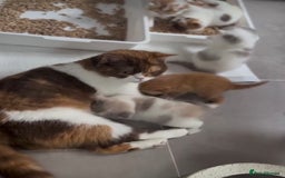 British Shorthair cats for sale: Kittens available to reserve  - Image 13