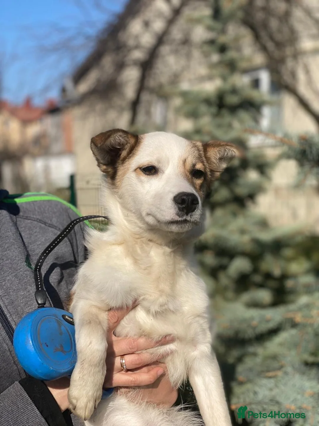 Mixed Breed dogs for adoption: ❤️🐶 ZHANNA – SMART & CHEEKY, SHE’LL OUTSMART YOU in Burton-on-Trent - Advert 16
