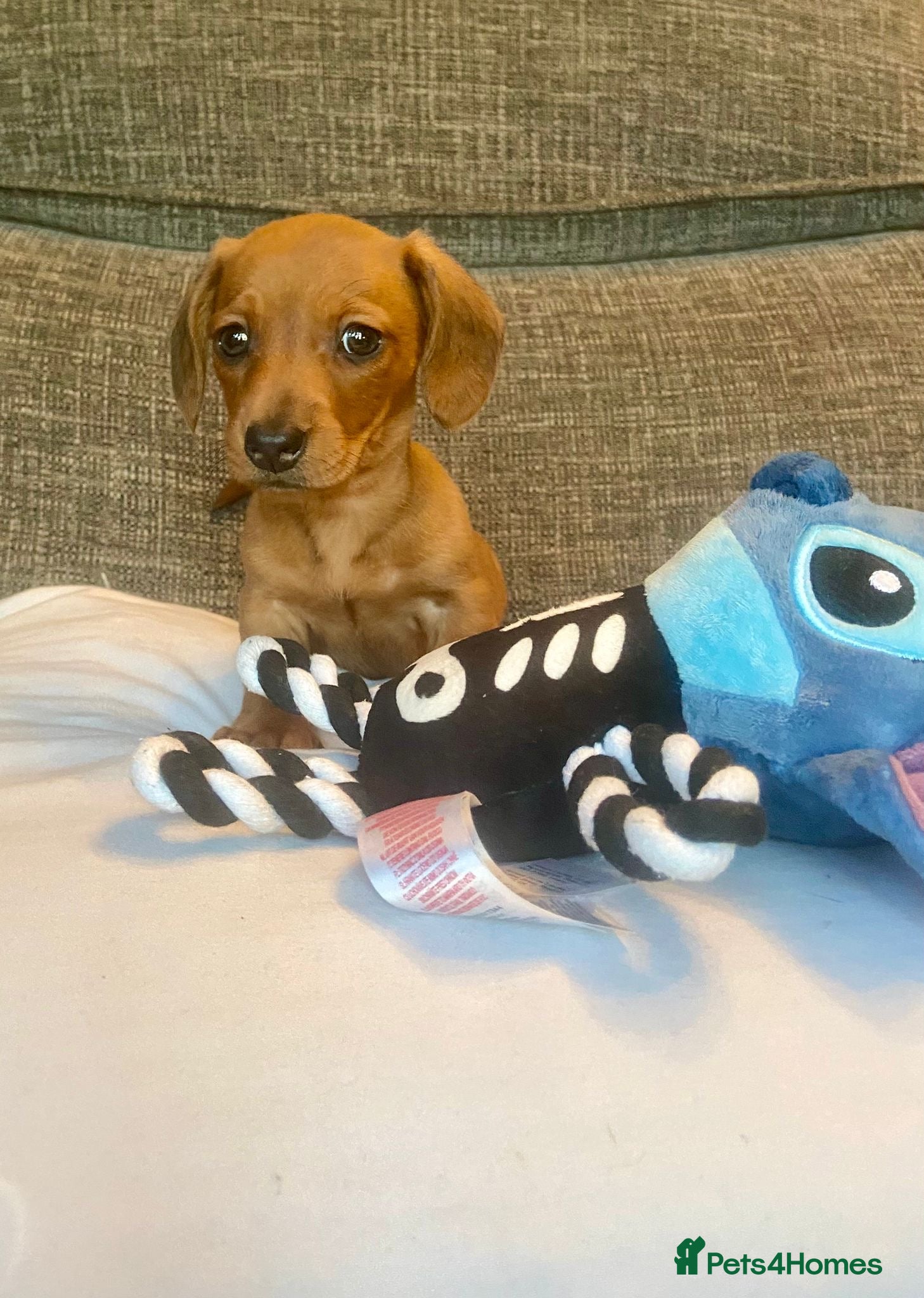 Miniature Dachshund dogs Stunning Miniature Daschund - Advert 16