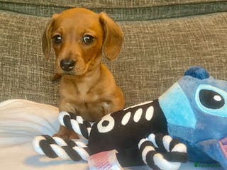 Miniature Dachshund dogs Stunning Miniature Daschund - Advert 8