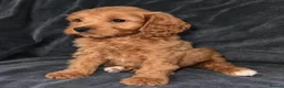 Cavapoo dogs for sale: A beautiful little of Cavapoo puppies  - Advert 7