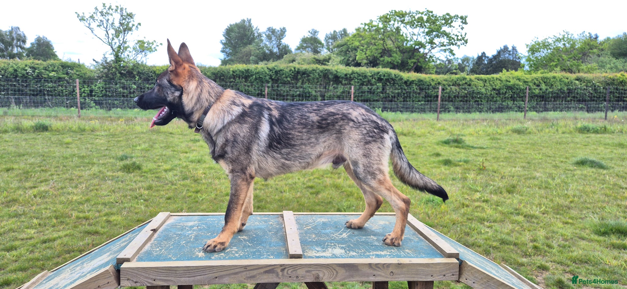 German Shepherd dogs for sale: Straight back German shepherd - Advert 1