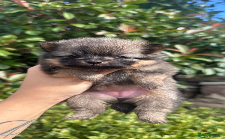 Pomeranian dogs - Advert 1