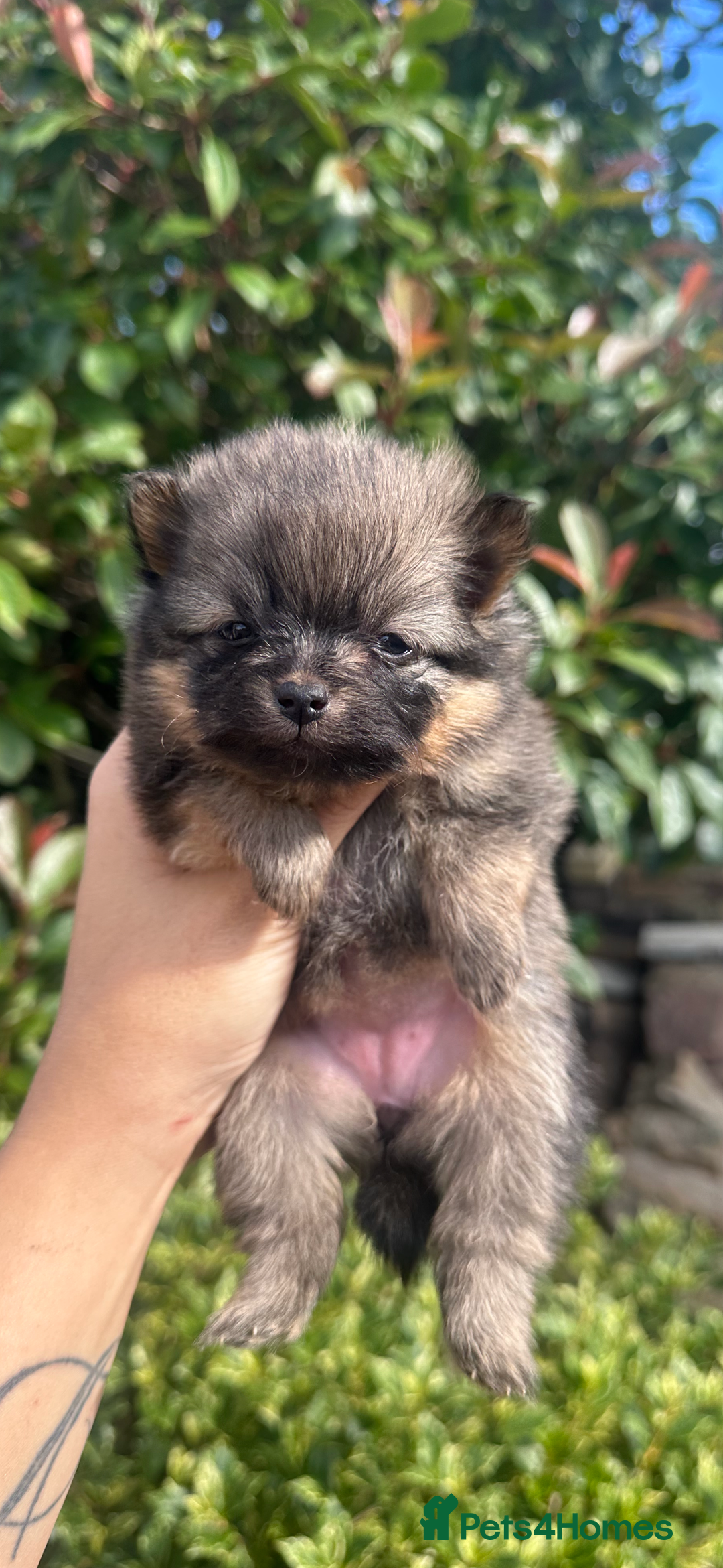 Pomeranian dogs for sale: 🐻Teddybear Pomeranian Puppy’s🐻 - Image 1
