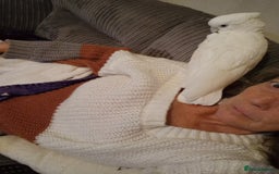 Cockatoo birds for sale: Cockatoo - Image 4