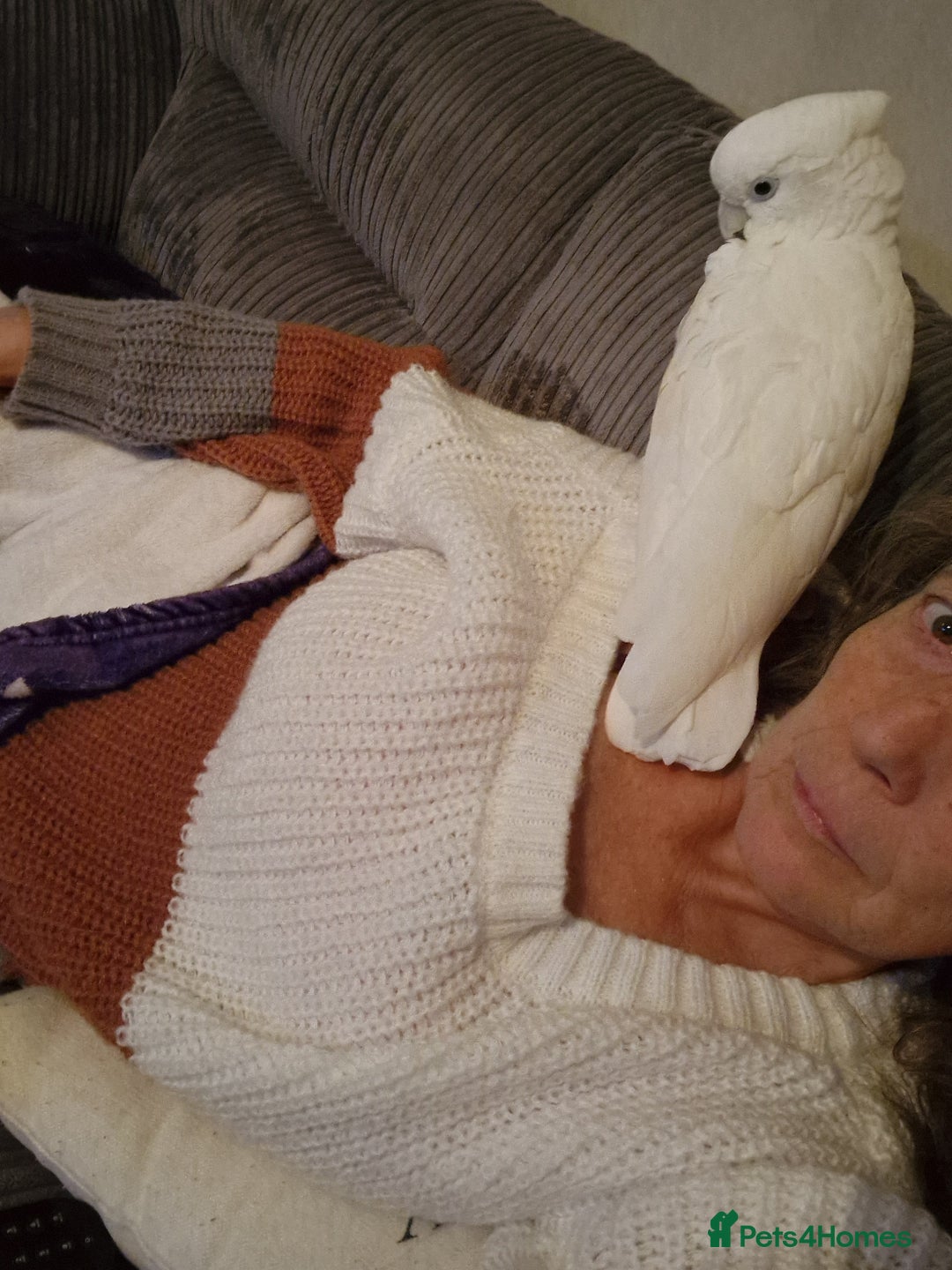 Cockatoo birds for sale: Cockatoo - Image 4