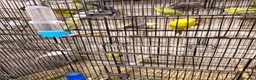 Budgerigars birds for sale: Budgies BW and Split BW - Advert 7