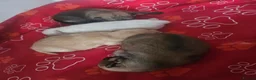 Pomeranian dogs for sale: 4 pomeranian puppies - Advert 5