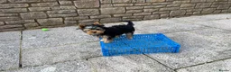 Yorkshire Terrier dogs for sale: Yorkshire Terrier male puppy - Advert 5