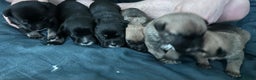 Mixed Breed dogs for sale: French Bulldog/German Shep Beautiful Pups Rare - Advert 6