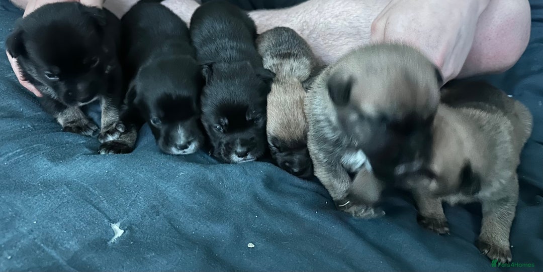 Mixed Breed dogs for sale: French Bulldog/German Shep Beautiful Pups Rare - Advert 6