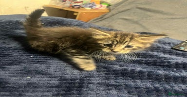 Maine Coon cats - Advert 7