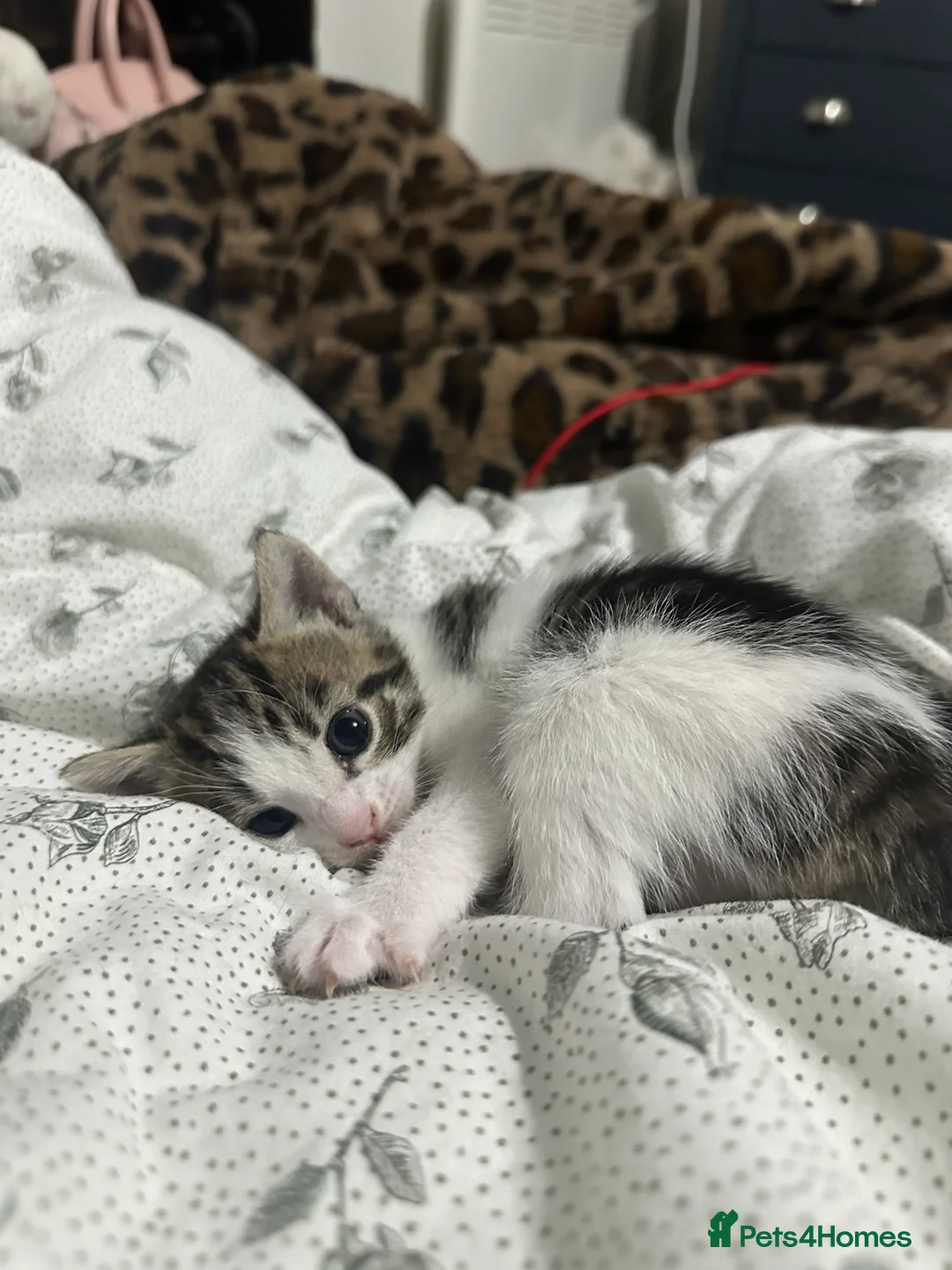 Mixed Breed cats for sale: Mixed male tabby boys  - Advert 3