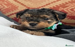 Mixed Breed dogs for sale: Welsh Terrier x Cavapoo (Teddy Bears 🧸 ) - Image 2