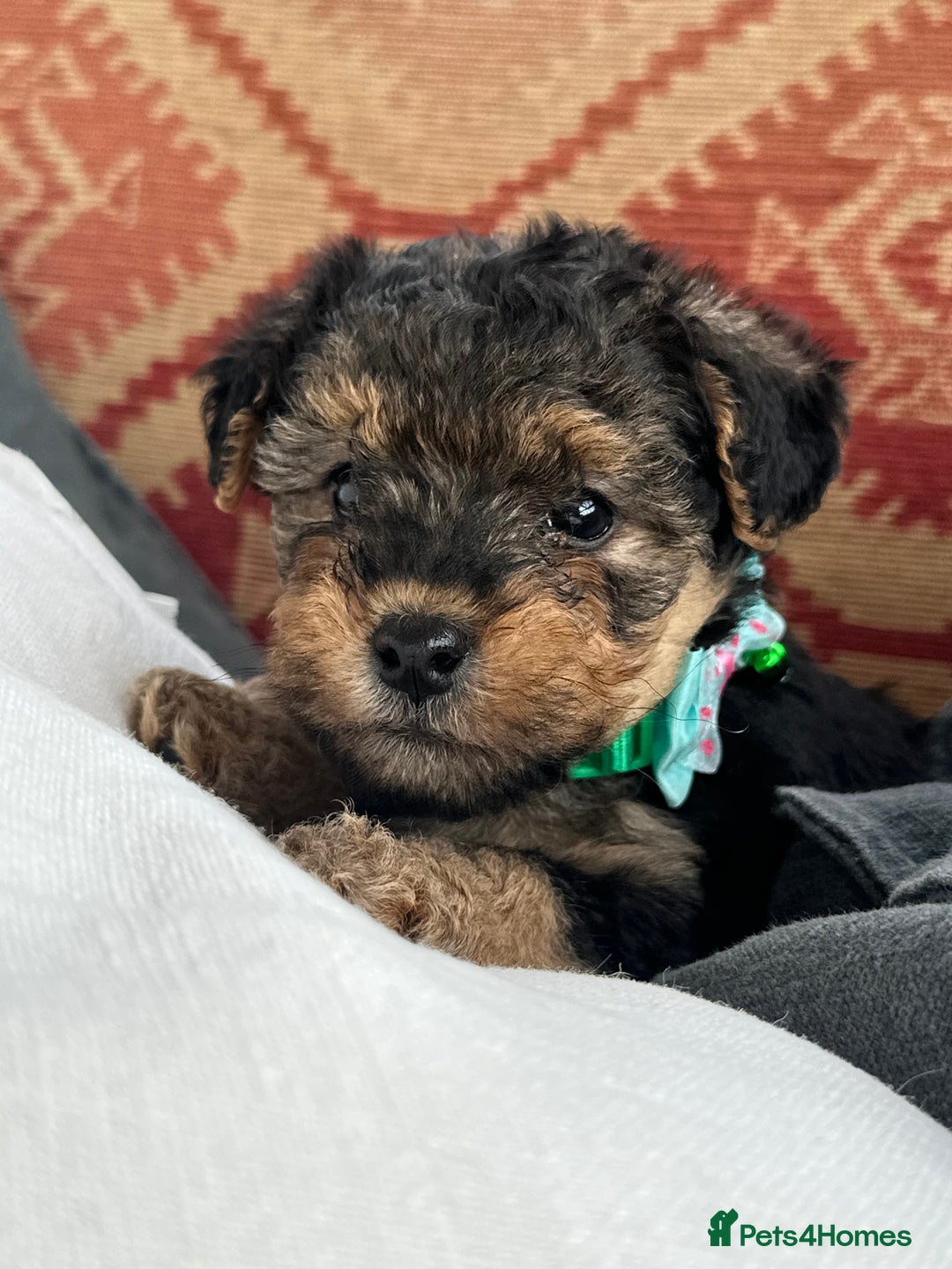 Mixed Breed dogs for sale: Welsh Terrier x Cavapoo (Teddy Bears 🧸 ) - Image 2