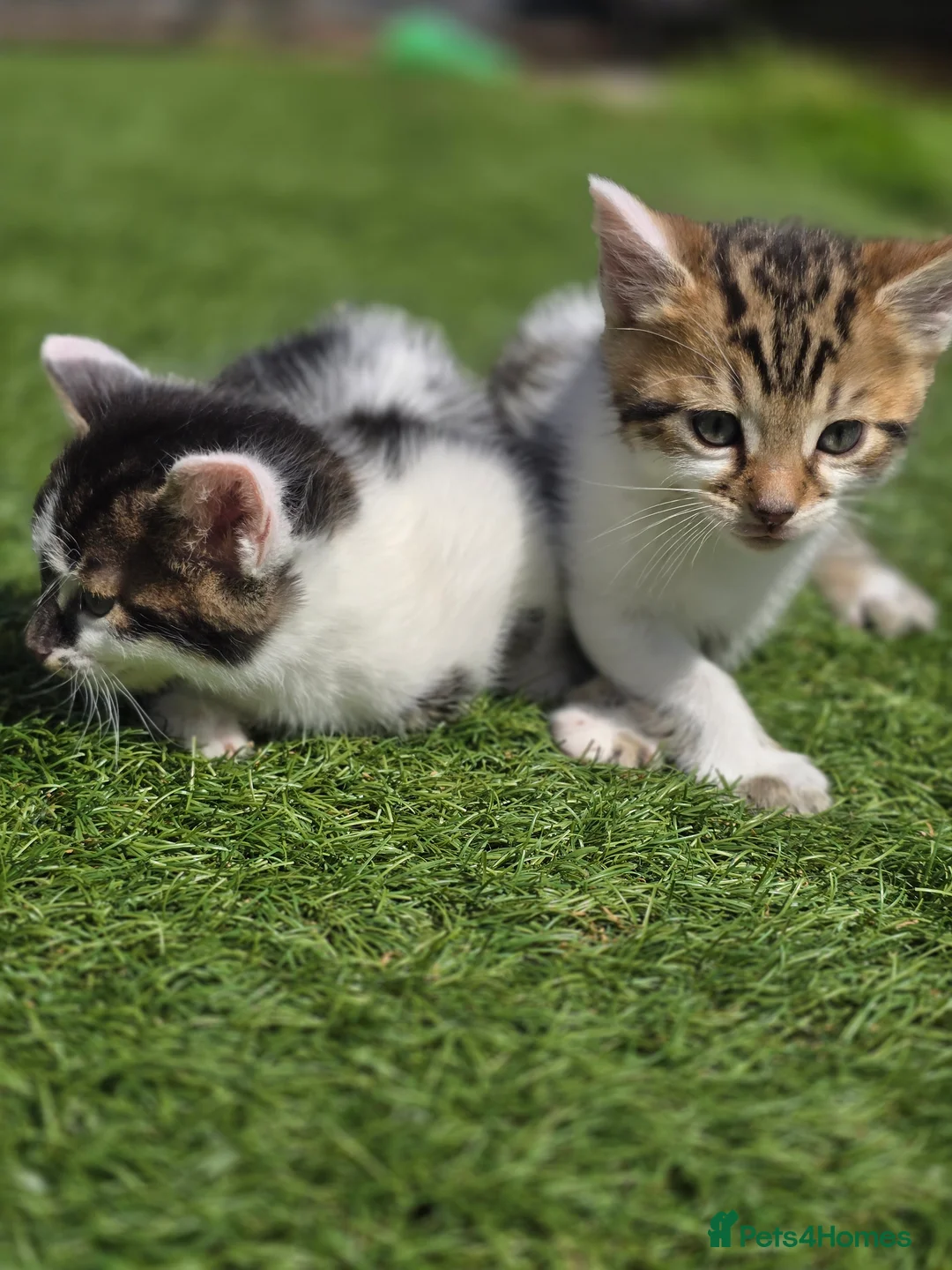 Bengal cats for sale: Bengal cross tabby Ready now in Croydon - Advert 21