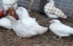 Chickens poultry for sale: Blue and olive egg layers - Image 1