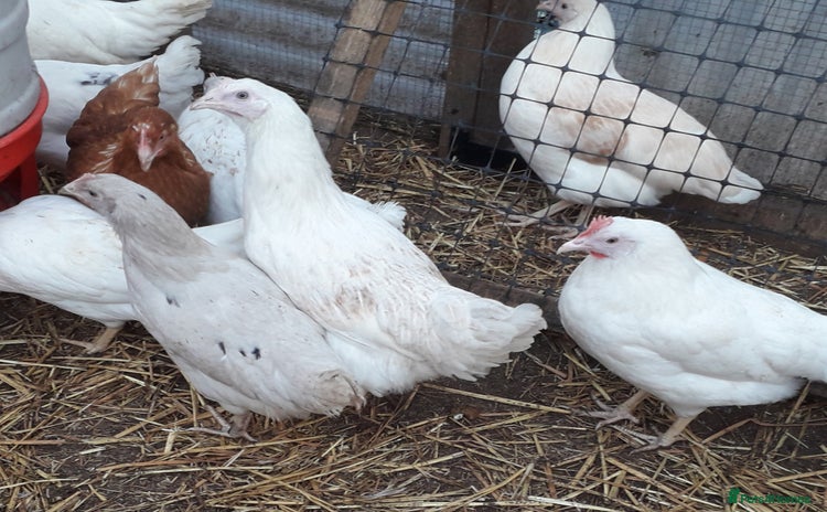 Chickens poultry - Advert 4