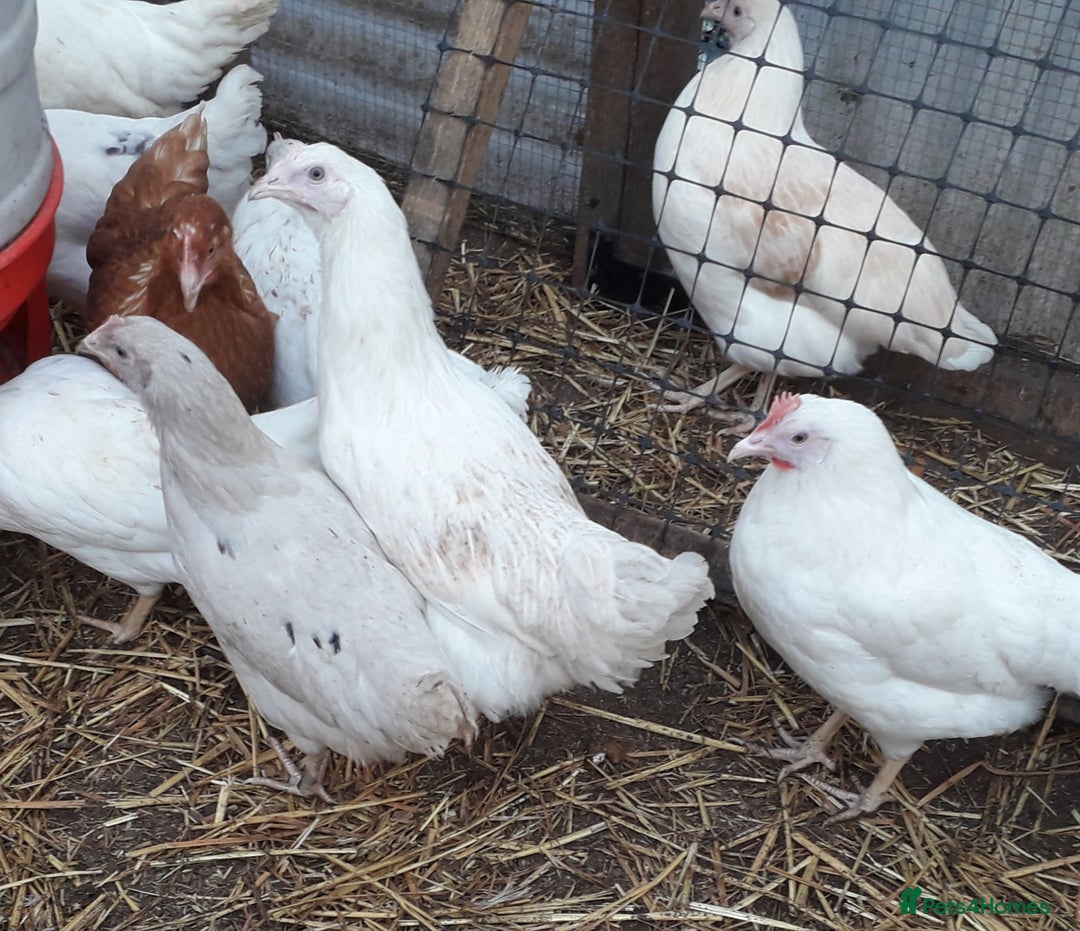 Chickens poultry for sale: Blue and olive egg layers - Image 1