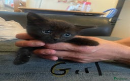 Domestic Shorthair cats for sale: Family friendly kittens looking for a new home  - Image 3