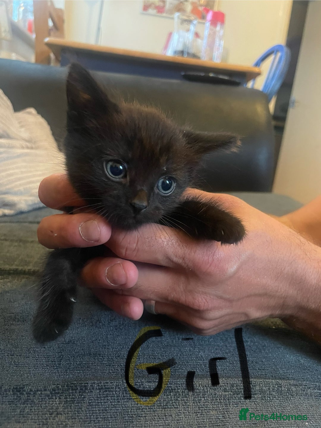 Domestic Shorthair cats for sale: Family friendly kittens looking for a new home  - Image 3
