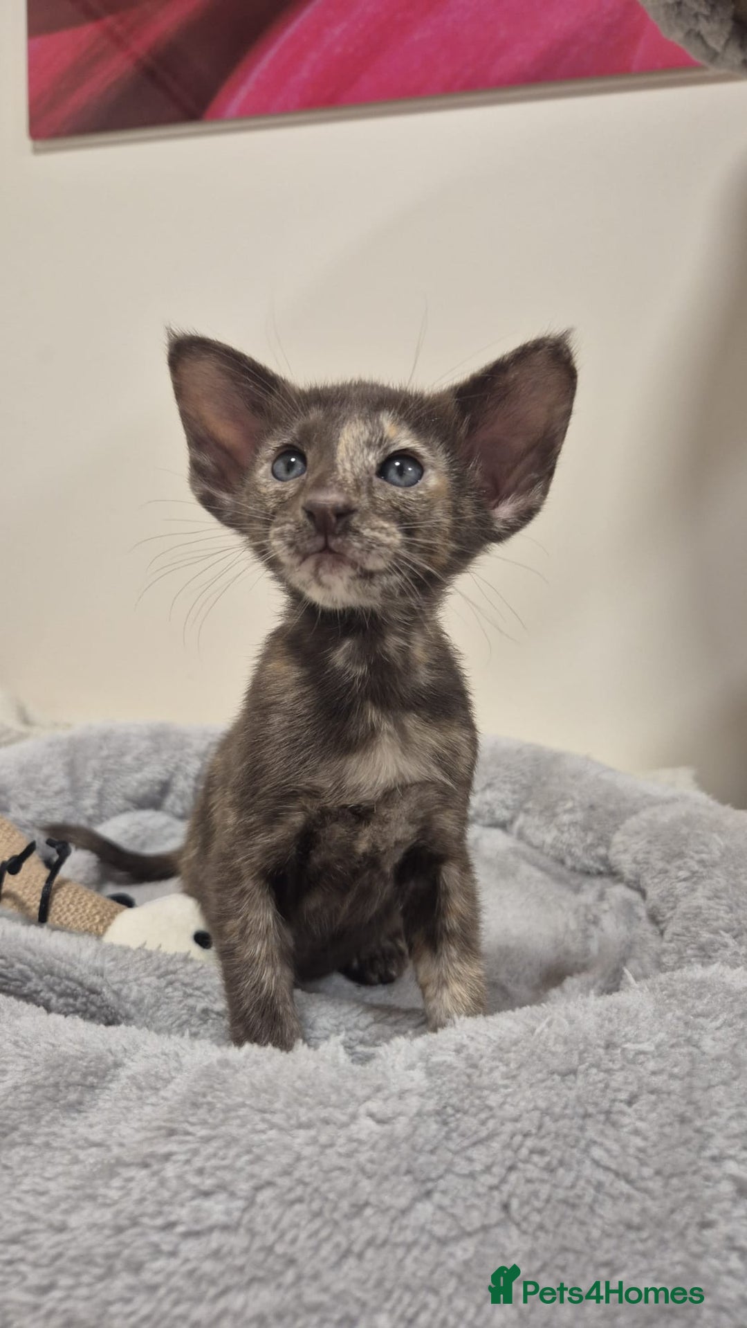 Oriental cats for sale: Oriental and Siamese kittens. - Advert 18