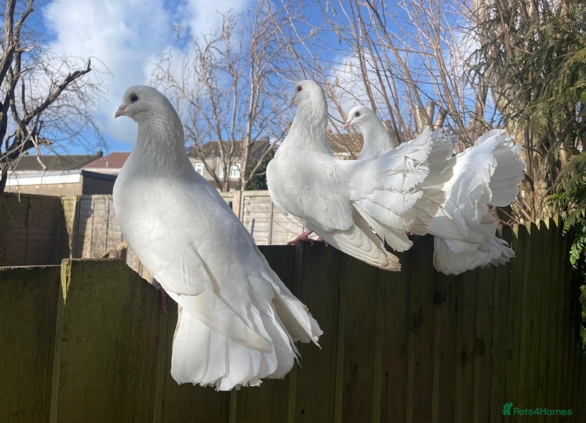 Mixed Breed poultry Fantail Dove’s x6  - Advert 4