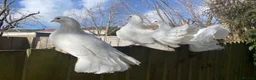 Mixed Breed poultry for sale: Fantail Dove’s x6  - Advert 1
