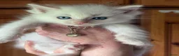 Ragdoll cats for sale: Rare flame point boy pure bred white fur blue eyes - Advert 1