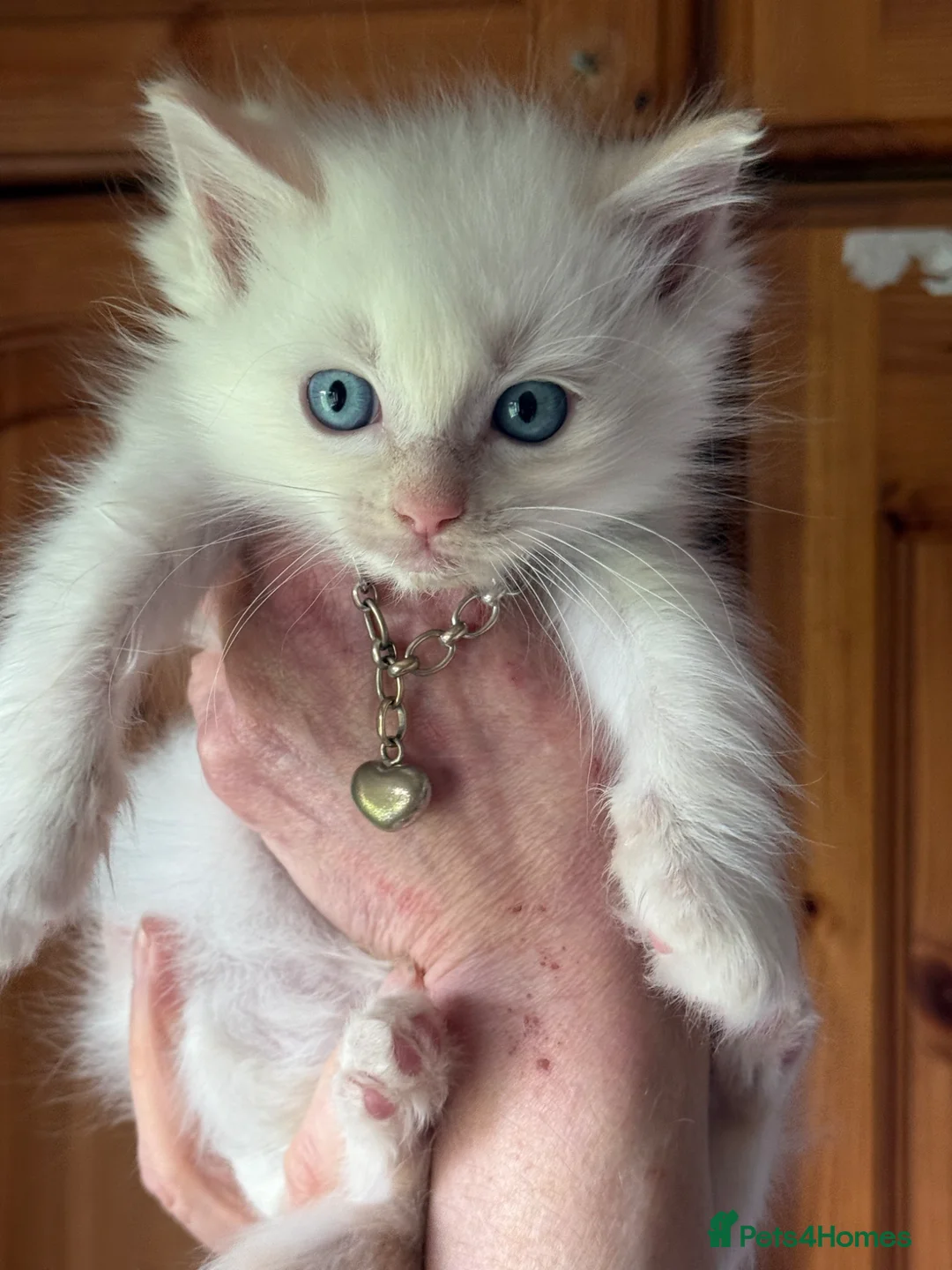 Ragdoll cats for sale: Rare flame point boy pure bred white fur blue eyes - Advert 1