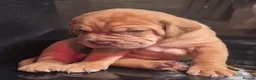 Mastiff dogs for sale: Mastiff hybrids  - Advert 11