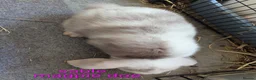 Mini Lop rabbits for sale: Pure bred minilops - Advert 4