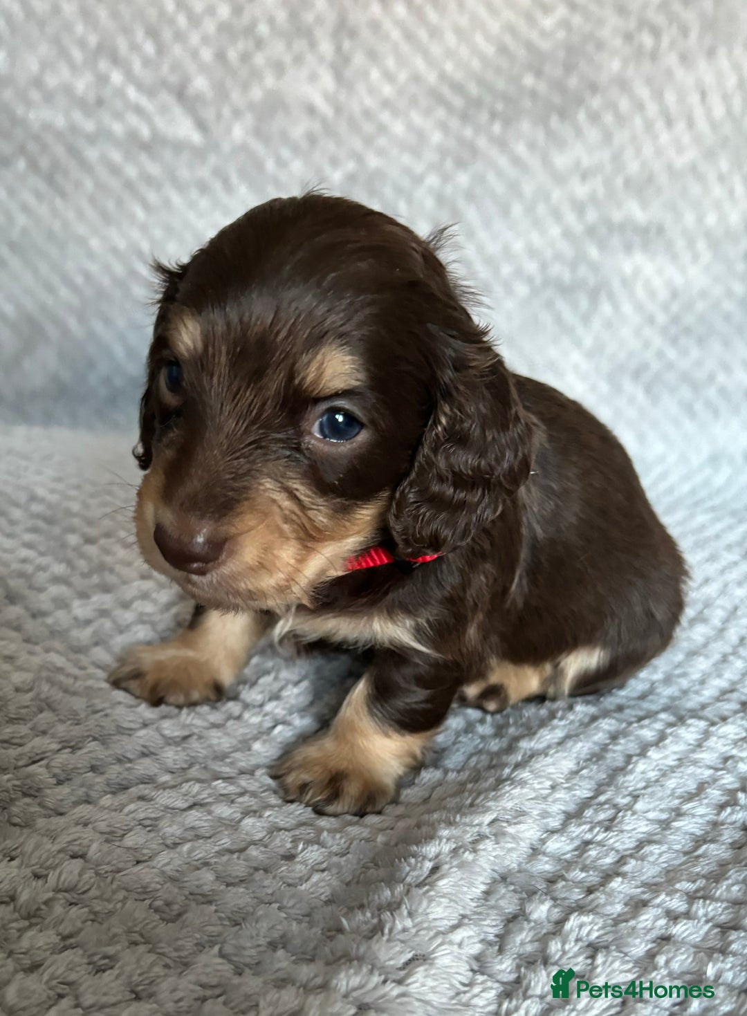 Miniature Dachshund dogs for sale: Last 2 Miniature Dachshund Pups Ready 23rd Dec! - Advert 13