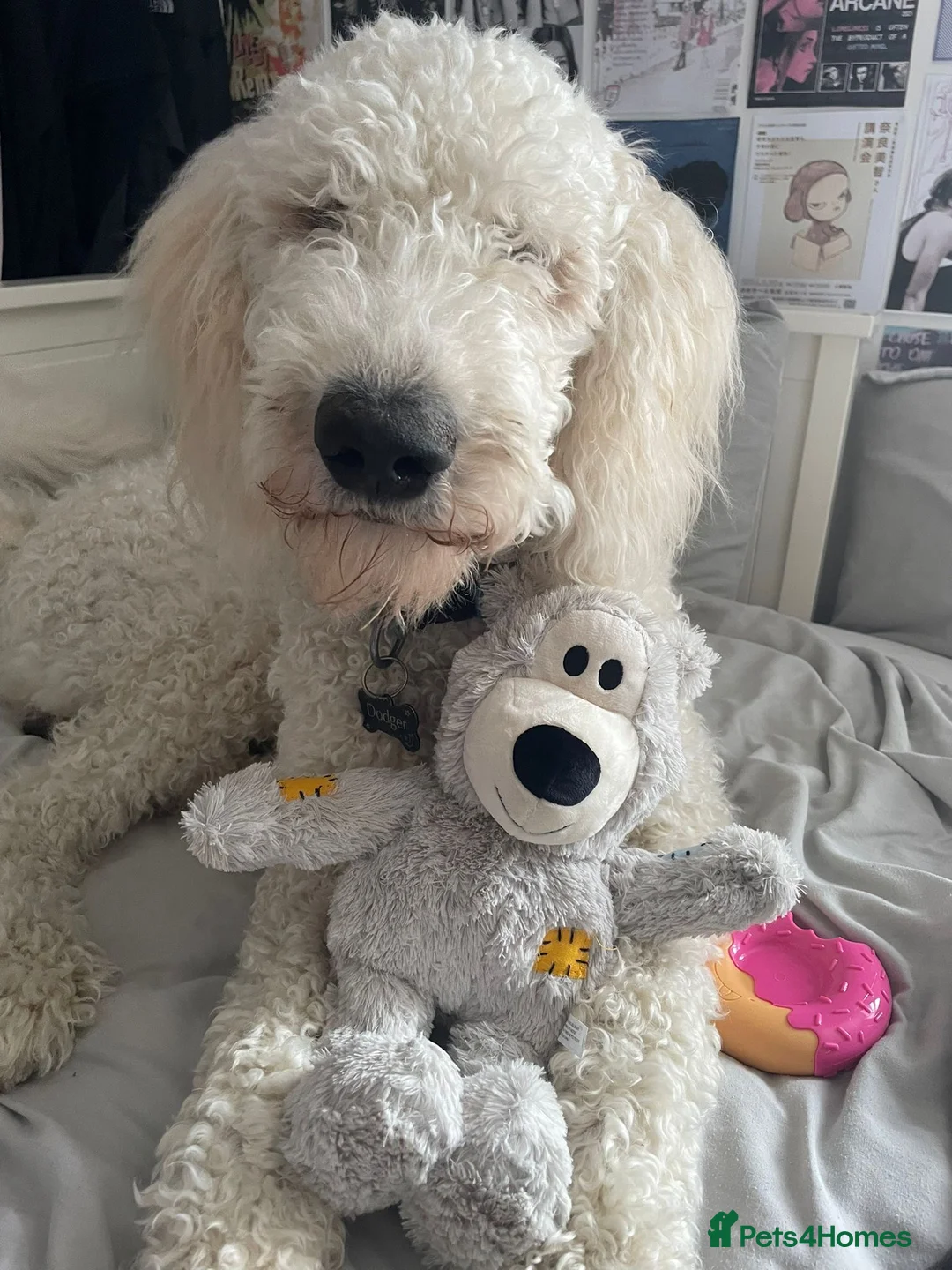 Goldendoodle dogs for stud: Standard multigenerational goldendoodle for stud - Advert 7