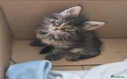 Maine Coon cats for sale: 4 Beautiful GCCF Registered Maine Coon Kittens  - Image 4