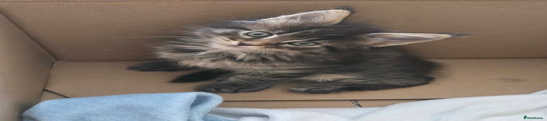 Maine Coon Kitten 4