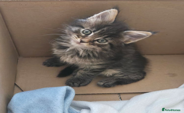 Maine Coon cats - Advert 13
