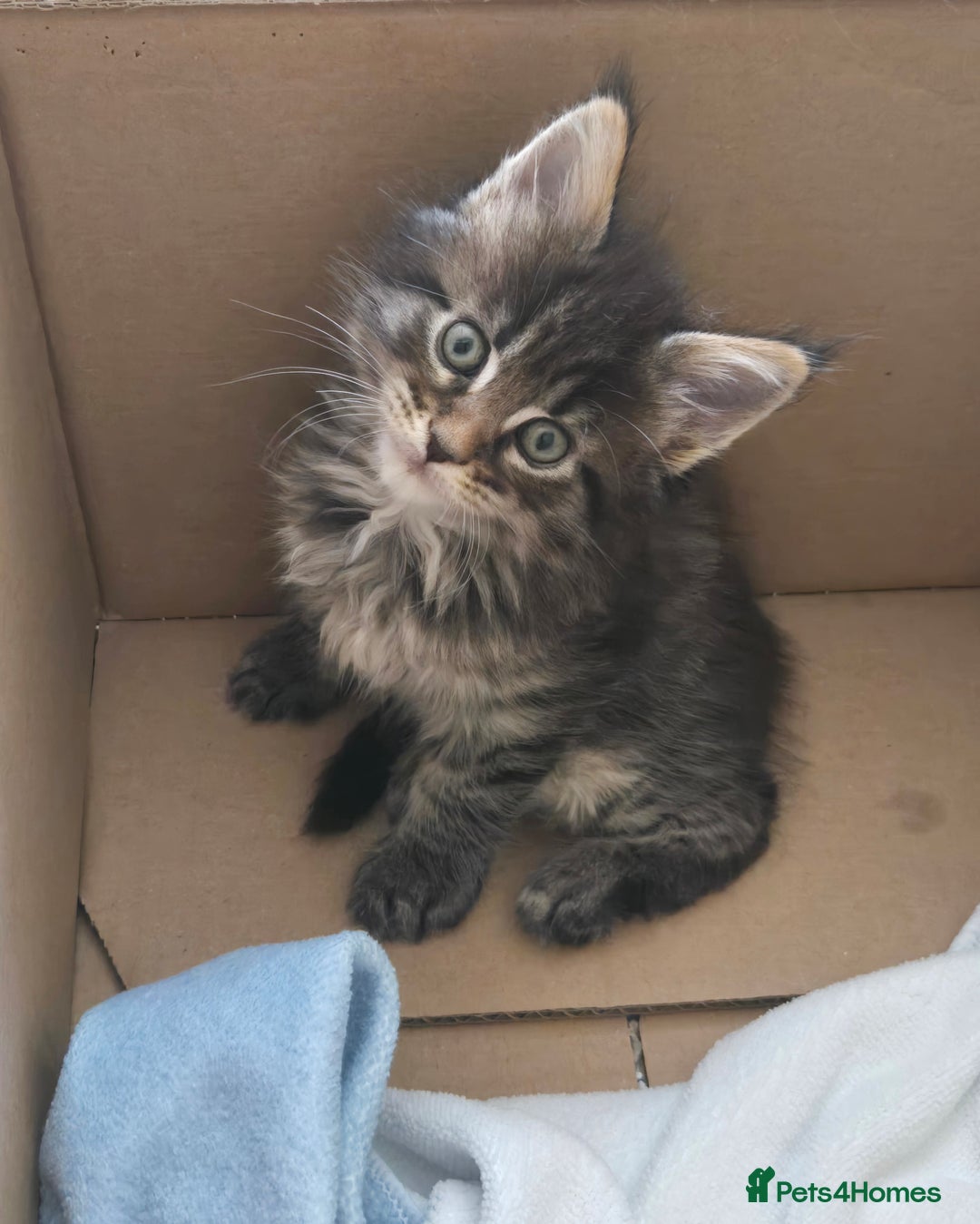 Maine Coon cats for sale: 4 Beautiful GCCF Registered Maine Coon Kittens  - Image 4